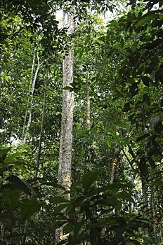 热带雨林,巴西