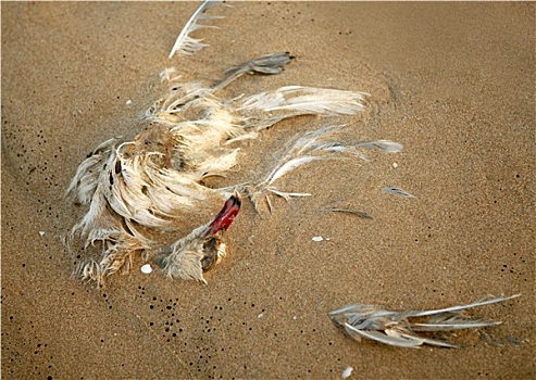 死,海鸥,沙子,环境