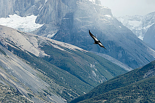 安第斯秃鹰,飞行,托雷德裴恩国家公园,智利,南美,联合国教科文组织,生物圈