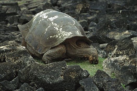 加拉帕戈斯巨龟,加拉帕戈斯象龟,草,吃剩下,背影,茬地,加拉帕戈斯群岛,厄瓜多尔