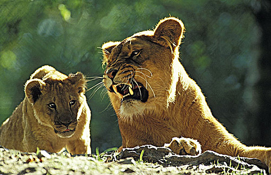 非洲狮,狮子,幼兽,屈服,行为