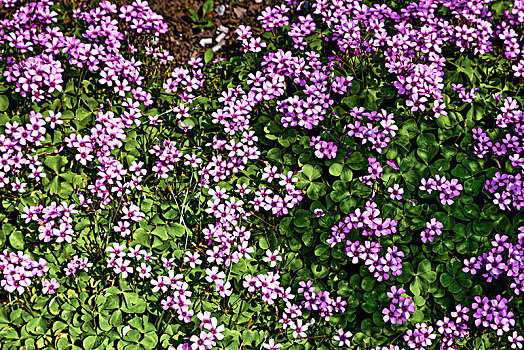 子酱草花