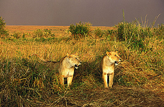 非洲狮,狮子,女性,大草原,马赛马拉,公园,肯尼亚