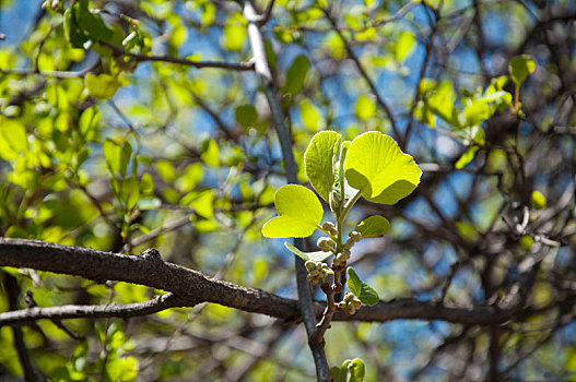 晴朗环境中野生猕猴桃的枝叶特写