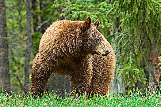 美洲黑熊,放牧,路边,草,落基山脉,西部,艾伯塔省,加拿大