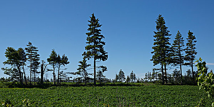 风景,绿色,树,地点,奥尔巴尼,爱德华王子岛,加拿大