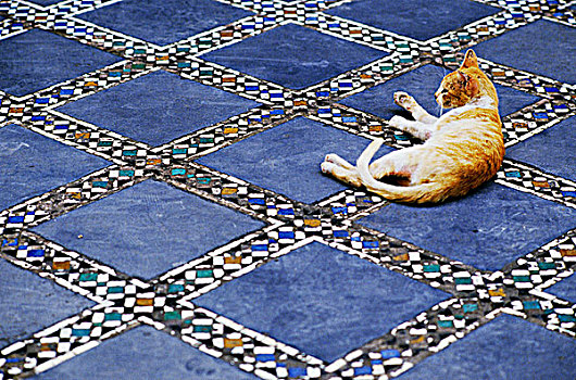 摩洛哥,美术馆,猫,镶嵌图案