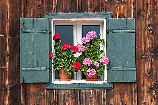 天竺葵,窗台,木质,小屋