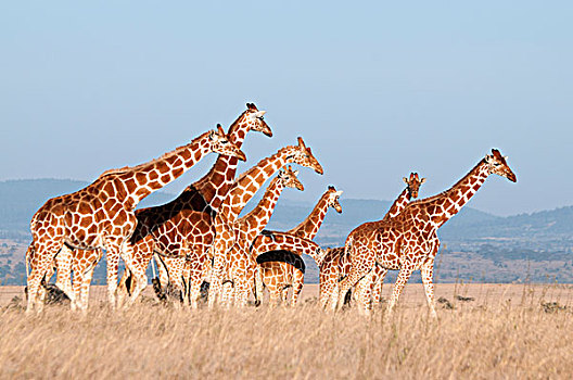 网纹长颈鹿,长颈鹿,牧群,禁猎区,肯尼亚