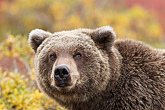大灰熊,棕熊,秋色,德纳里峰国家公园,阿拉斯加,美国