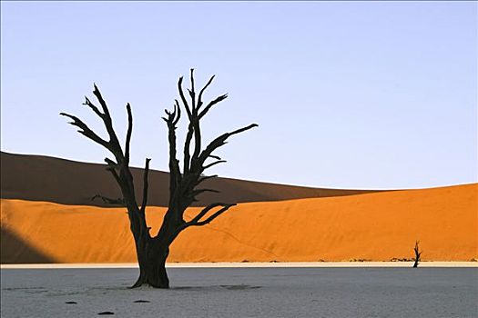 枯木,干枯,粘土,土地,死亡谷,纳米布沙漠,纳米比亚,非洲