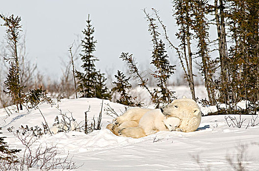 北极熊,幼兽,雪中