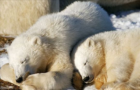 两个,年轻,北极熊,幼兽,睡觉,哈得逊湾,加拿大,北美