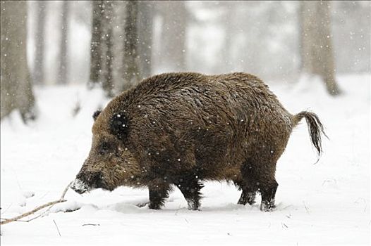 野猪,雪地