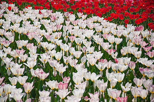 白色郁金香花田