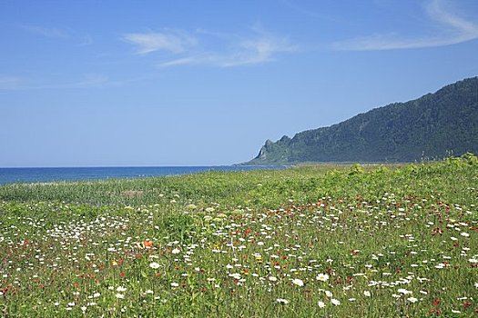 岬角,花园