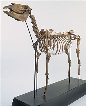 骨骼,马,二世纪,艺术家,未知