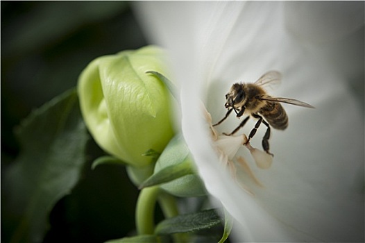 蜜蜂,白花