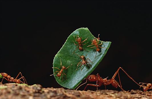 切叶蚁,工作,叶子,颚部,满,工人,依靠,特别,蚂蚁,骑,防卫,飞行,攻击,法属圭亚那