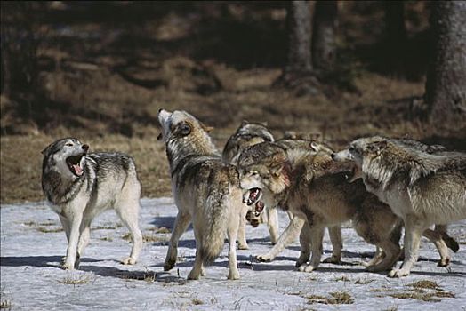 大灰狼,狼,叫喊,新斯科舍省,加拿大