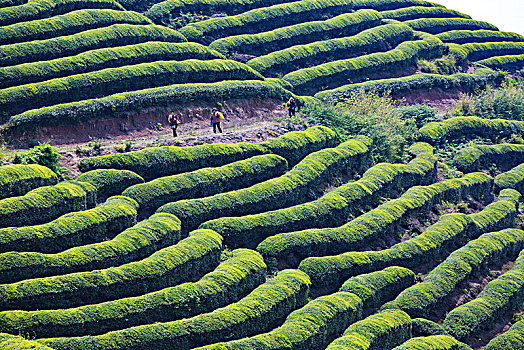 茶山,茶园,线条,绿色