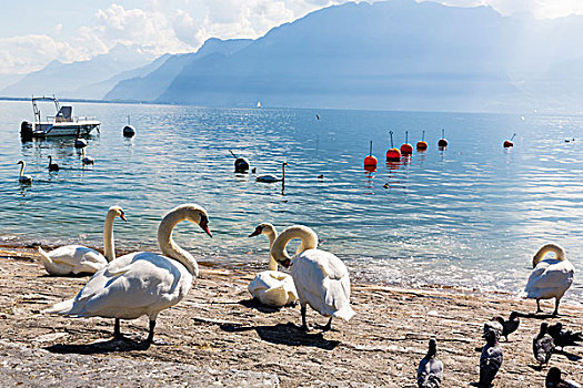 疣鼻天鹅,天鹅,日内瓦湖,正面,阿尔卑斯山,沃州,瑞士