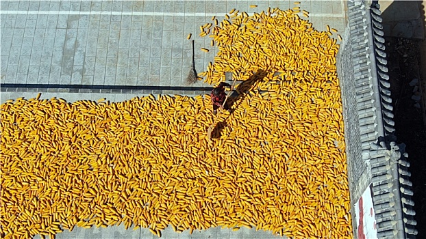 山东省日照市,玉米花生喜获丰收,农民趁晴好天气晒秋忙