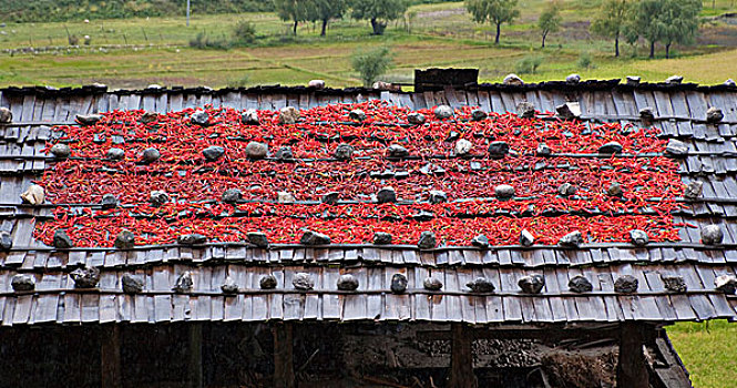 弄干,红椒,屋顶,不丹