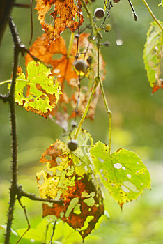 秋后葡萄