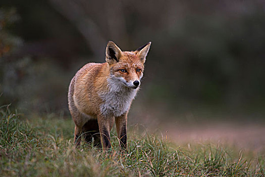 红狐,北荷兰,荷兰,欧洲
