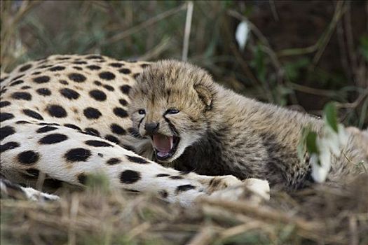 印度豹,猎豹,十一,白天,老,幼兽,母兽,鸟窝,马赛马拉,自然保护区,肯尼亚