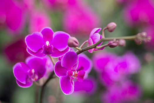 蝴蝶兰,兰花,花卉