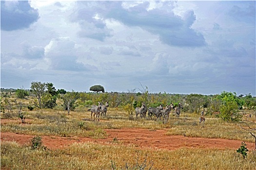 斑马,非洲