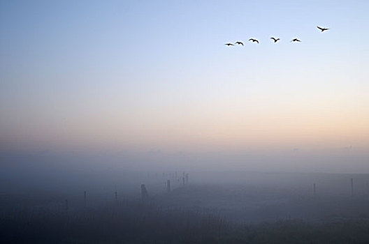 鸟,雾