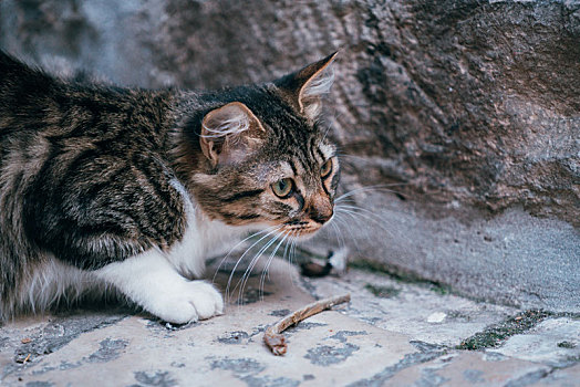 街头的一只猫