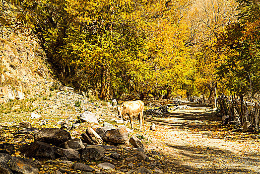新疆,秋色,树林,黄叶,道路