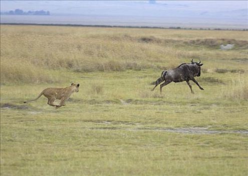 狮子,早晨,猎捕,雌狮,追逐,角马,恩戈罗恩戈罗火山口,坦桑尼亚