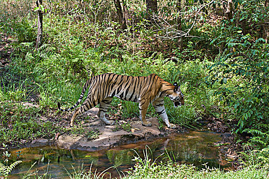 孟加拉虎,虎,女性,靠近,河流,班德哈维夫国家公园,印度