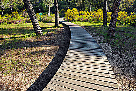 木板路,多尼亚纳国家公园,韦尔瓦省,安达卢西亚,西班牙
