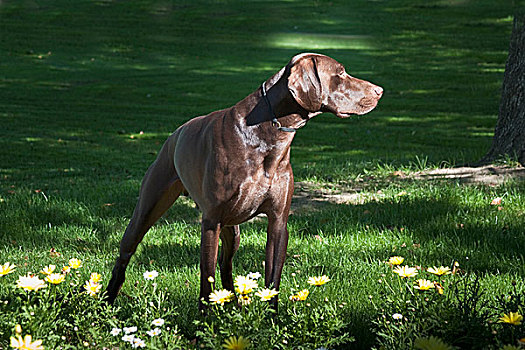 德国短毛指示犬,站立,亮光,后面,雏菊,公园