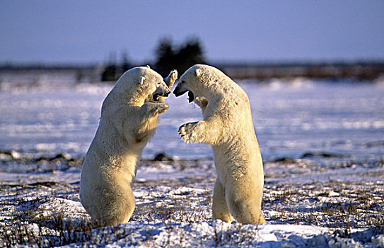 加拿大,两个,北极熊,幼小,玩,雪地