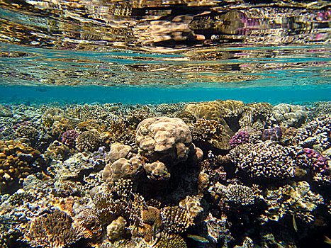 仰视,表面,反射,珊瑚礁