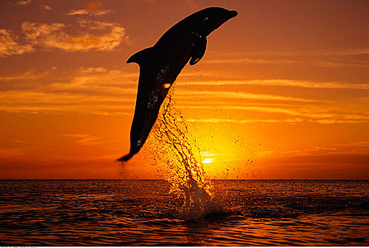 海豚,跳跃,日落