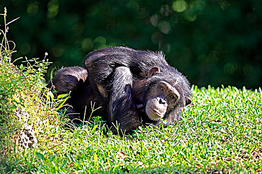 黑猩猩,鹪鹩,亚成体,休息,俘获,佛罗里达,美国