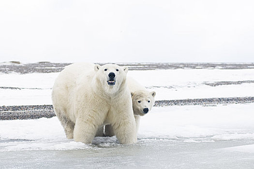 北极熊,母熊,幼兽,冰冻,向上,区域,北极圈,国家野生动植物保护区,阿拉斯加