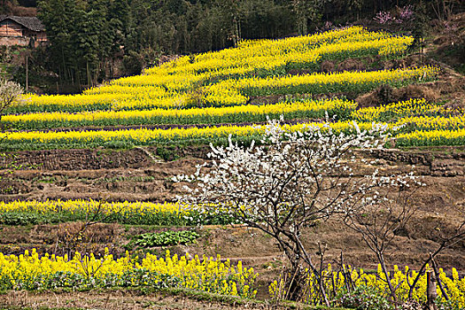 四川乐山市犍为县岷江边的油菜花