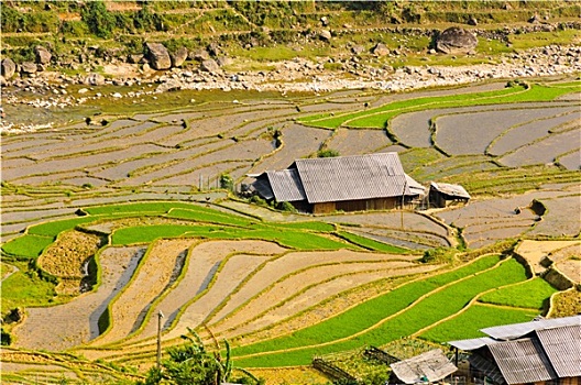 稻米,梯田,乡村,越南