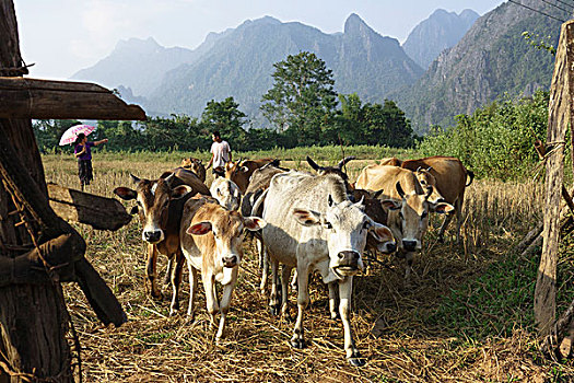 老挝,万荣,母牛,接近,大门