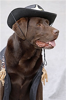 拉布拉多犬,警长