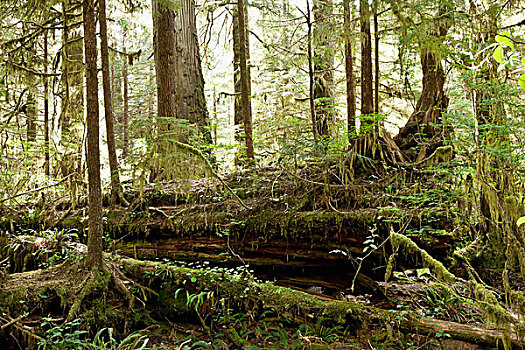 落下,树,环太平洋国家公园,温哥华岛,加拿大